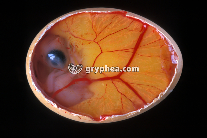 Oeuf de Poule incubé de 7 jours - gryphea.com